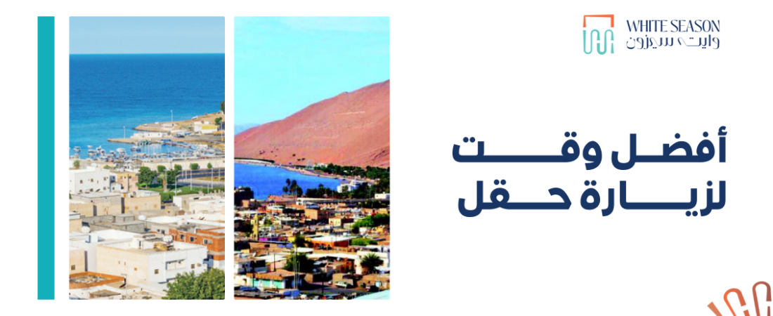 فندق وايت سيزون يقدم أفضل وقت لزيارة حقل وطقسها الساحر